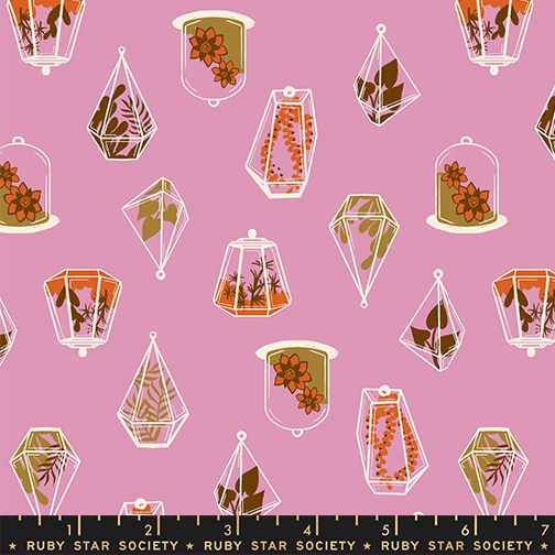 Ruby Star Society Calathea - Terrarium - Kiss