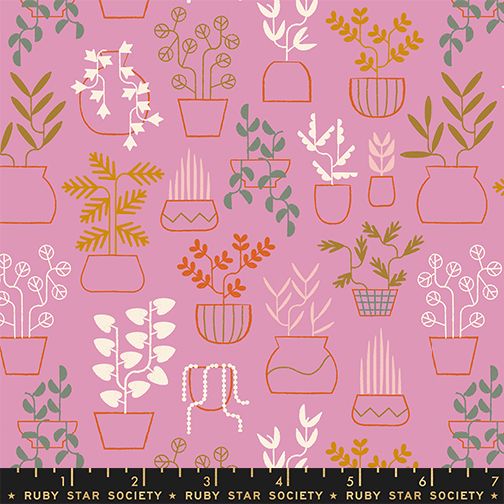 Ruby Star Society Calathea - Plant Life - Kiss